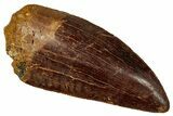 Serrated Carcharodontosaurus Tooth - Excellent Preservation #341108-1
